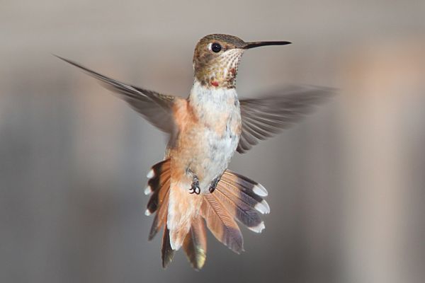 hummingbird-flying-portrait-wildlife-162223